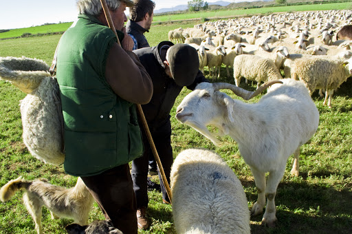 No hay estado de alarma para los pastores y sus rebaños