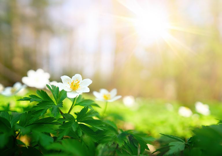 Primavera “en estado de emergencia”