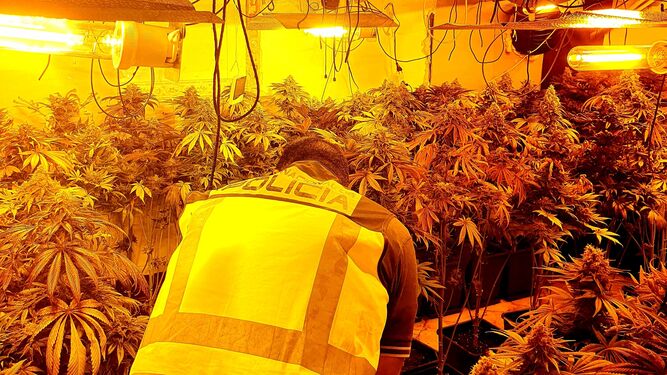 Cuatro detenidos por cultivar 300 plantas de marihuana en un piso de Torreblanca