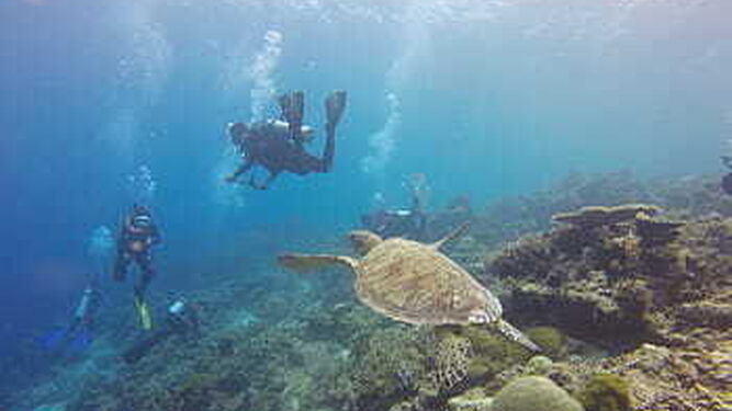 Las mejores playas en Andalucía para hacer snorkel y submarinismo