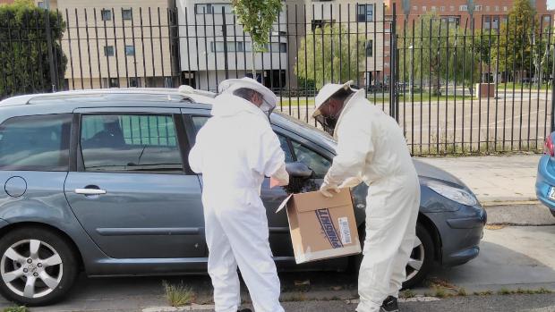 Cuidado con las avispas, hay una plaga en Sevilla