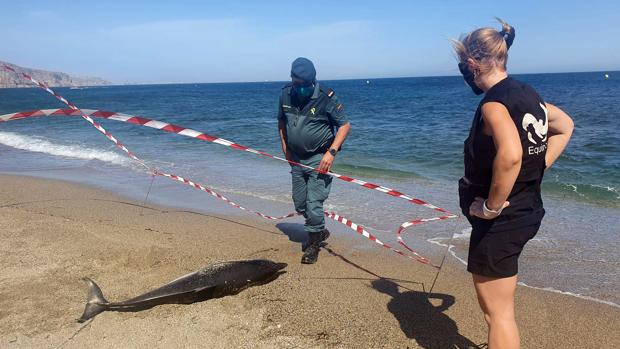 Multas y hasta pena de cárcel por intentar reintroducir un delfín en el mar en Almería