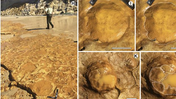 Aparecen huellas fosilizadas de elefante en el Espacio Natural de Doñana