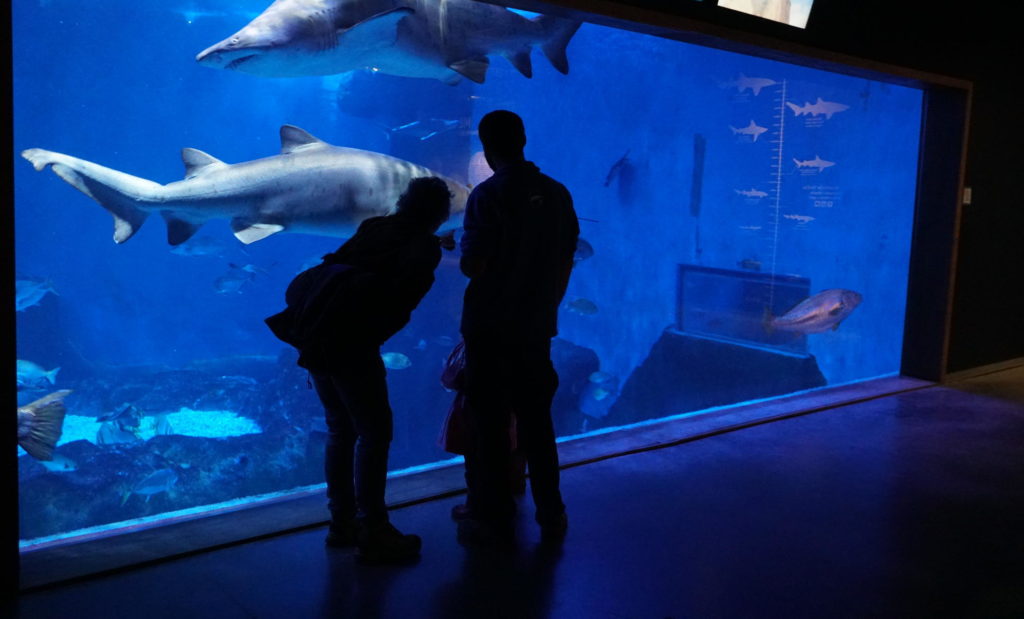 4 razones por las que el Acuario de Sevilla es un plan de ocio perfecto para los amantes del mar