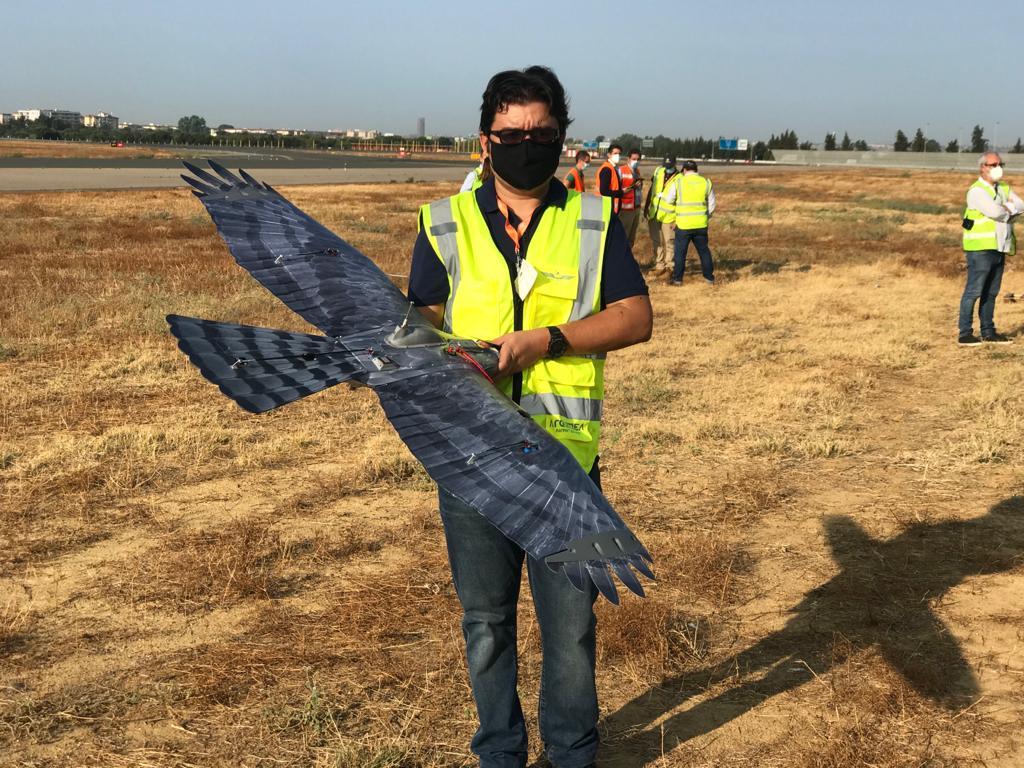 Un ‘halcodrón’ para controlar la fauna en el Aeropuerto de Sevilla