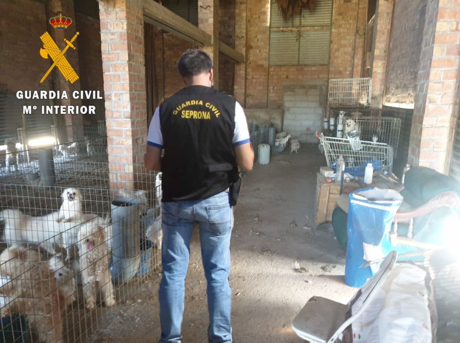 Detenido el propietario de un criadero ilegal de perros que cortó las cuerdas vocales a 34 animales