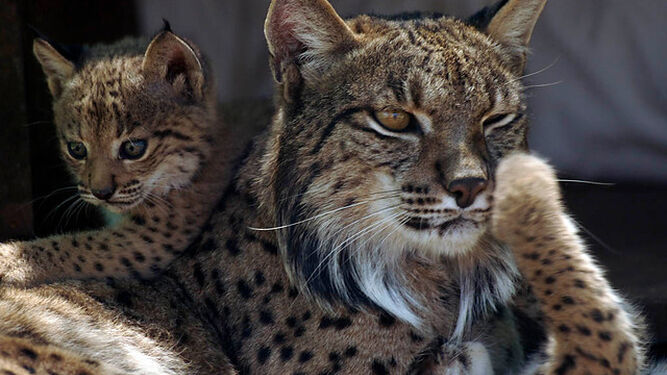 Nacen por primera vez hasta seis crías de lince ibérico en el pajar de una finca